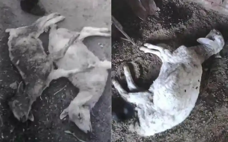 Sodium cyanide can pose significant dangers to livestock Cyanide Toxicity Livestock Poisoning Chemical Safety Wastewater Environmental Contamination Management No. 1picture