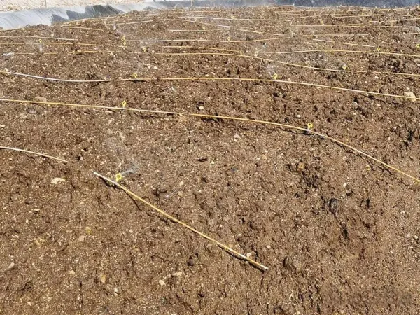 The Heap Leaching Project of the Gold Mine in Akmola Region, Kazakhstan Region gold mine heap leaching sodium cyanide refractory floating ore process technical support recovery rate No. 2picture